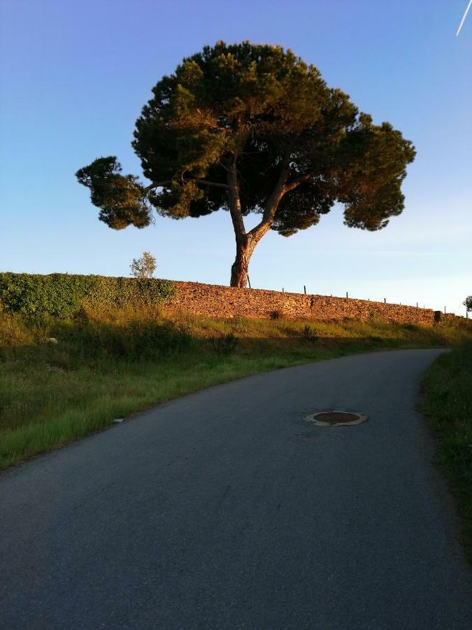 O Ze Ja Dormiu Aqui Villa Celeiros Luaran gambar